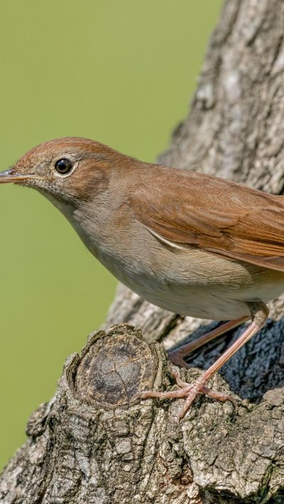 Певчие птицы Соловей