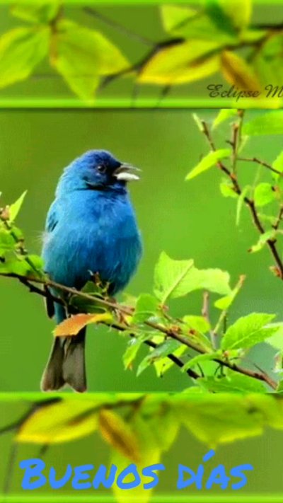 Живые птицы