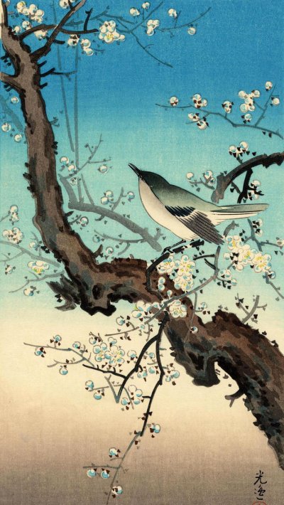 Тсучия Коитсу