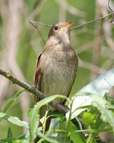 Соловей птичка певчая