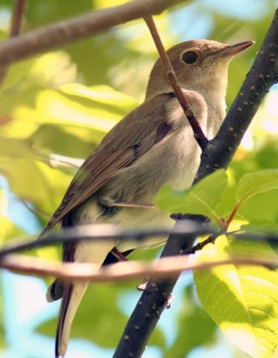 Обыкновенный Соловей Luscinia Luscinia