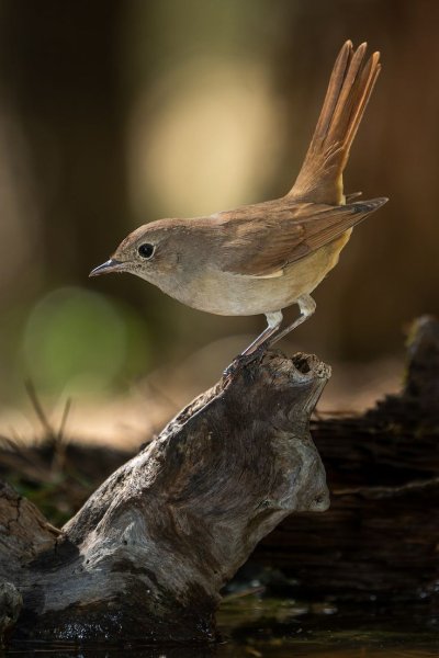 Южный Соловей