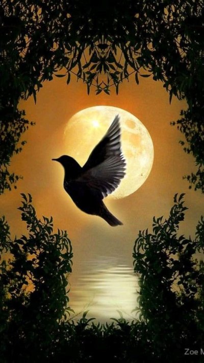 Птицы ночью