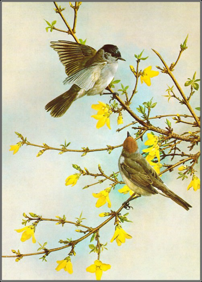 Basil Ede птицы