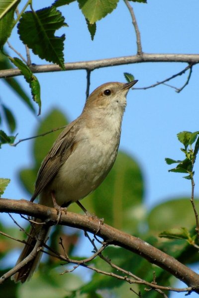 Соловей птичка певчая