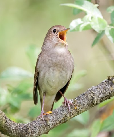 Обыкновенный Соловей