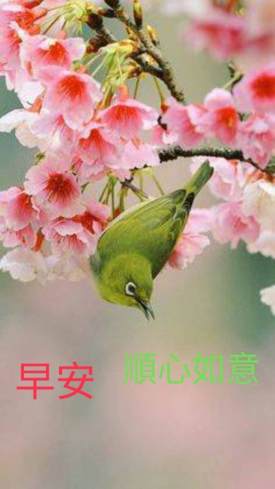 Птицы на Сакуре