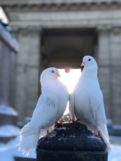 Два белых голубя влюбленные Свадебные