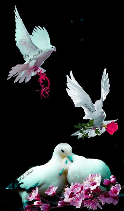 Влюбленные голуби