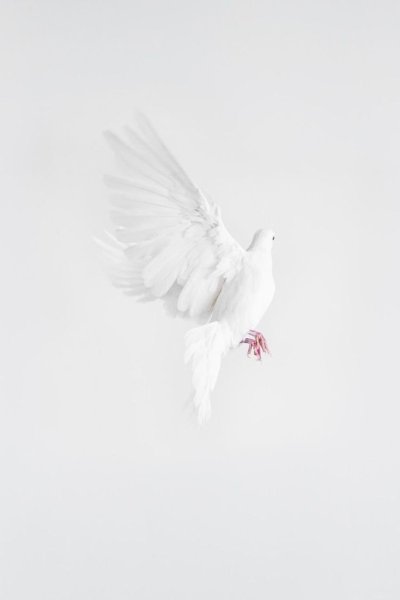 Белый голубь