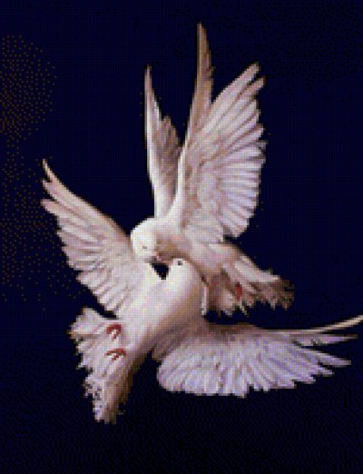 Красивые голуби