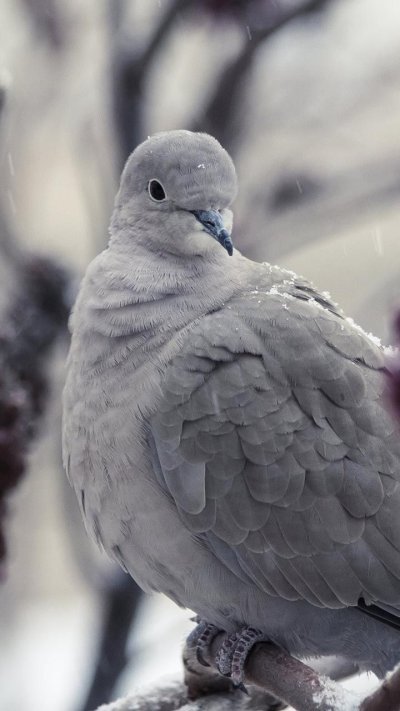 Птица голубь