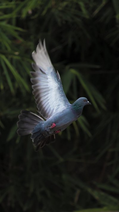 Голубь обои