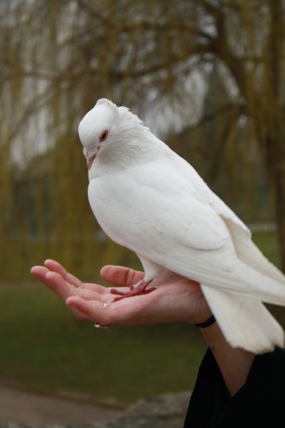 Королевский голубь