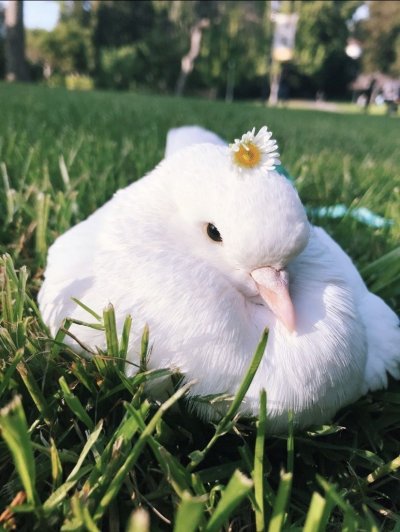 Белый голубь