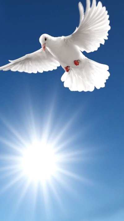 Белый голубь