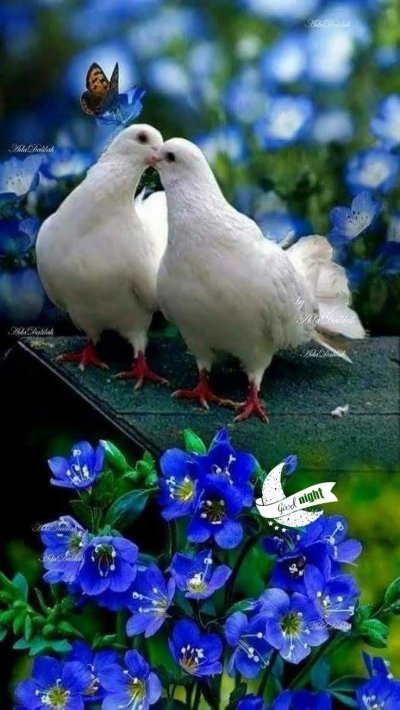 Красивые голуби