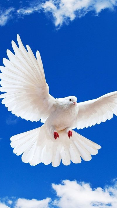 Кабутар расм