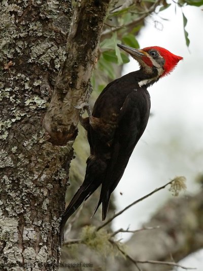 Aves Chilenes птица