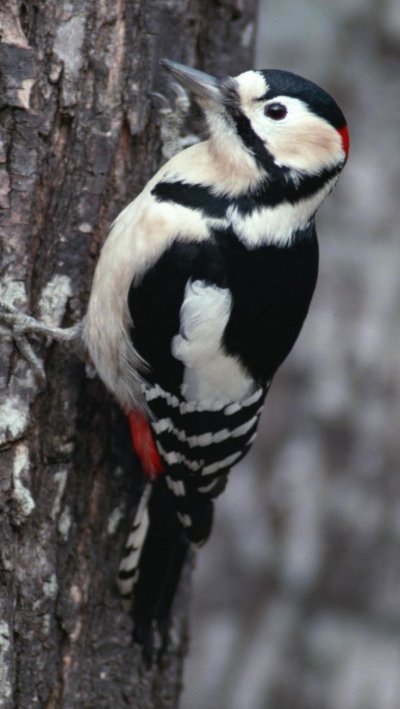 Большой пёстрый дятел