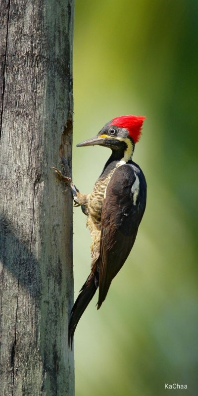 Азиатский дятел