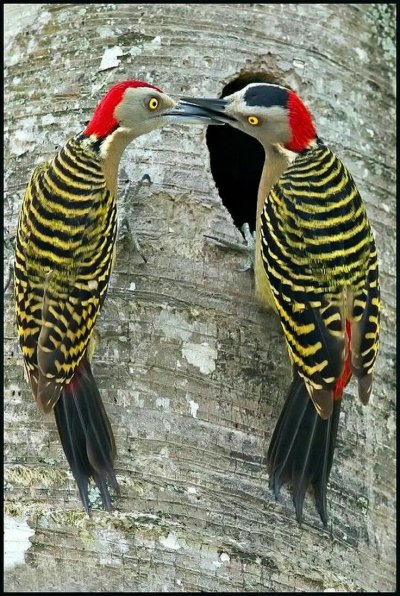 Доминиканские дятлы