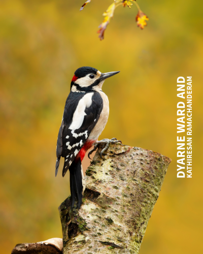 Желтый дятел