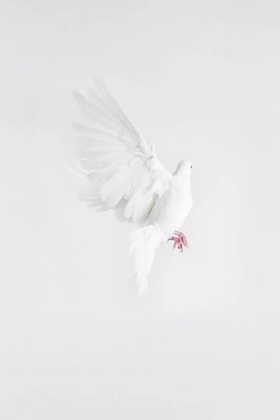 Белые птицы