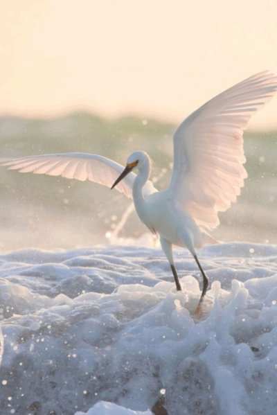 Белая птица