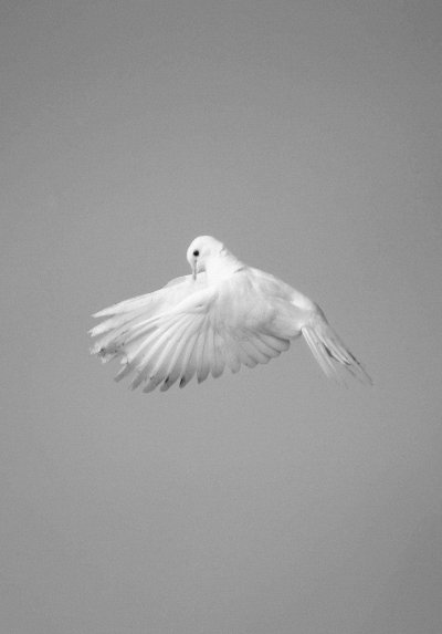 Птицы Эстетика