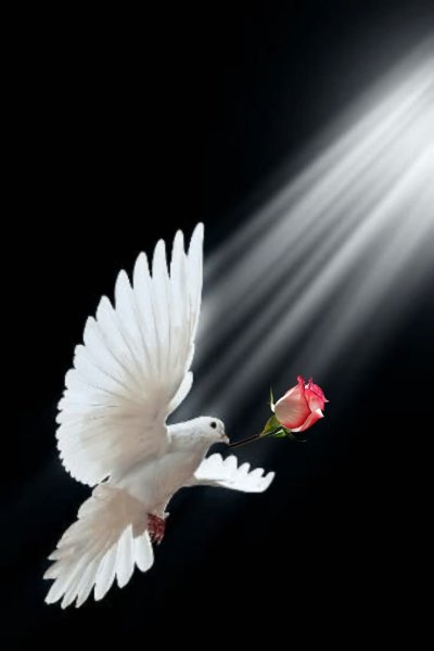 Белый голубь