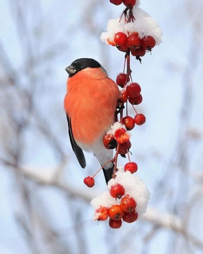 Красногрудый Снегирь