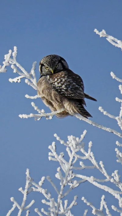 Птички на снегу