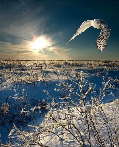 Морозные птицы