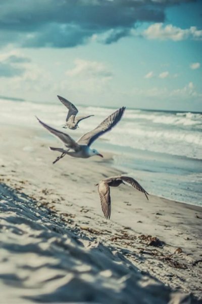 Море, Чайки