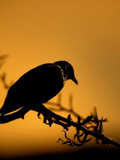 Птички галочки обои