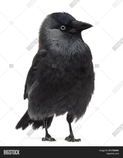A Eurasian Jackdaw