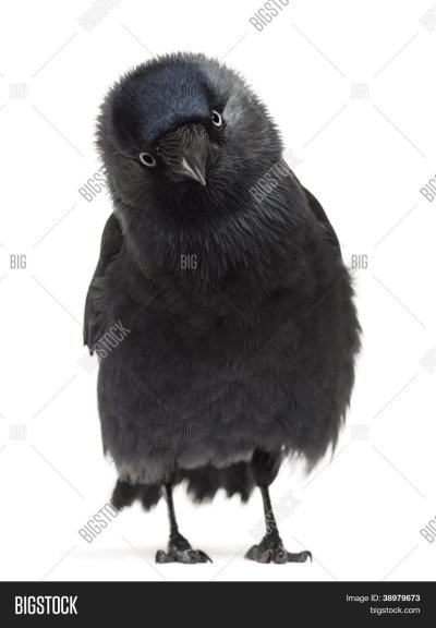 Галка птица