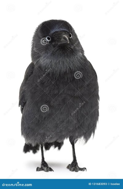 Галка игрушка