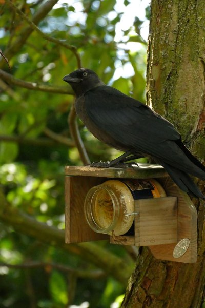 Coloeus monedula Галка