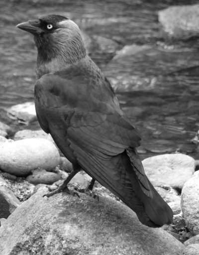 Галка на гальке