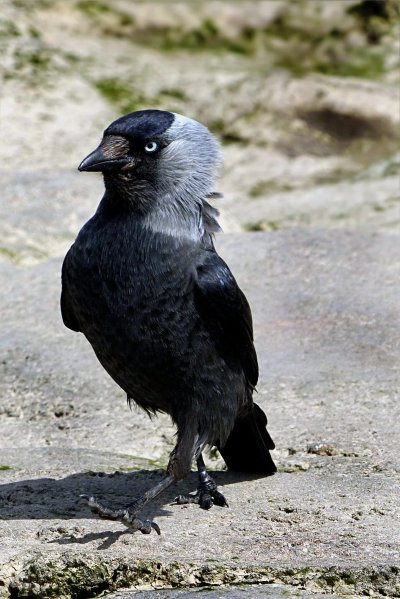 Галка птица