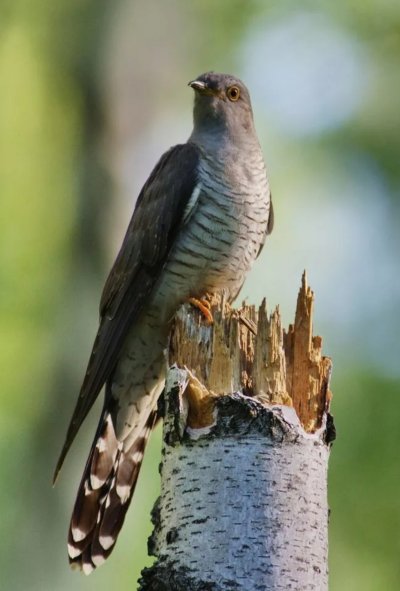 Птица Cuculus canorus