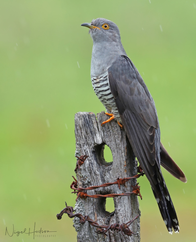 Кукушки голос заунывный
