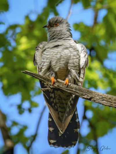 Птицы Самарской области