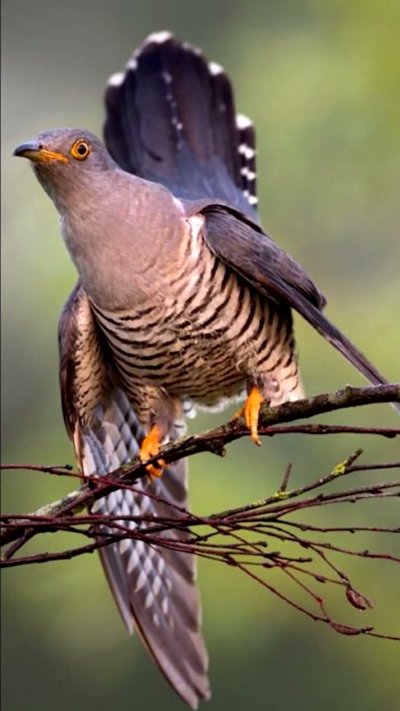 Птица Cuculus canorus