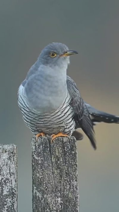 Обыкновенная Кукушка