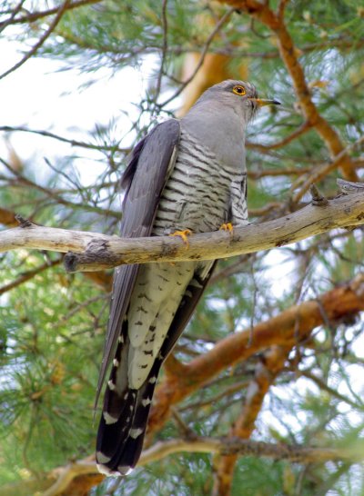 Обыкновенная Кукушка