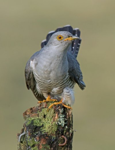 Cuckoo Bird перевод