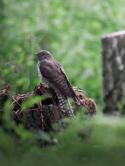 Обыкновенная Кукушка